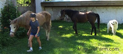 A tan with white pony is walking next to a Blonde Haired Girl wearing a backwards baseball cap. There is a brown horse and a white Great Pyrenees dog walking behind them. They are all in front of a white stone barn.