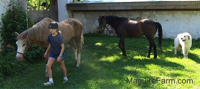 A tan with white pony is walking next to a Blonde Haired Girl wearing a backwards baseball cap. There is a brown horse and a white Great Pyrenees dog walking behind them. They are all in front of a white stone barn. 