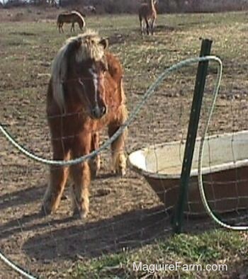 A tan pony with a blonde mane is in a field with several other ponies.