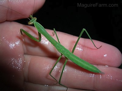 praying mantis in the hand of a person