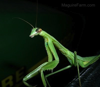 Close up - A green Praying Mantis