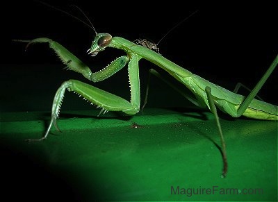 Close up - a Praying Mantis with Cricket on its back on top of a green John Deere Tractor