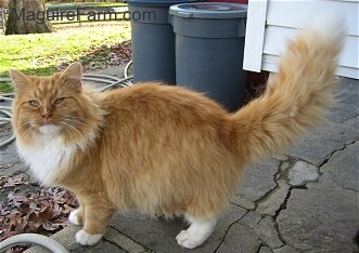 An orange with White Cat is standing on a stone porch. There are garbage cans behind it