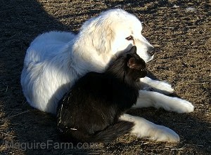 A Great Pyrenees is laying in dirt next to a long-haired black cat.