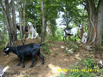 A shaved white Great Pyrenees is sitting on the top of a hill in between two trees. His mouth is open and tongue is out. There are two goats on the hill and one half way down the hill and a second Great Pyrenees dog laying next to a tree