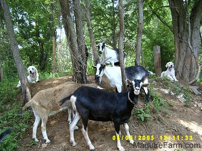 Two shaved Great Pyrenees are laying at the edges of the hill with trees all around them. There mouths are open and tongues are out. There are four goats in-between them.