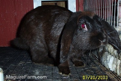 A black rabbit with long drop ears inside of a red rabbit hutch
