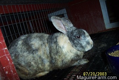 A grey, white and light tan rabbit with large stand up ears inside of a red rabbit hutch