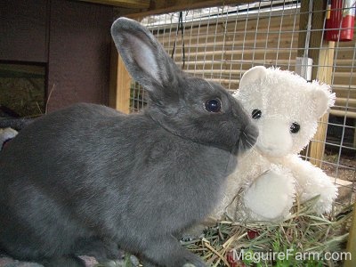 A grey rabbit is standing in front og a white teddy bear inside of a rabbit hutch.