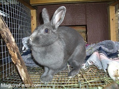 an all grey rabbit is in a hutch. There are blankets behind it