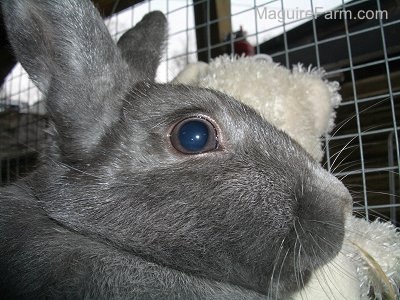 Close Up head shot - A grey rabbit in a rabbit hutch