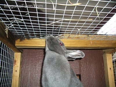 A grey rabbit is sniffing a black cat on top of the cage