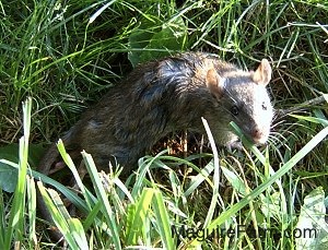 Close up of the large gray rat in the grass that is looking up at the camera.