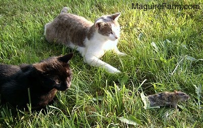 Two cats laying in grass with a large gray rat in front of them. One cat is gray and white and the other cat is black.
