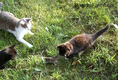 Three cats all surrounding a large gray rat. One cat is gray and white, one is black and the other is calico. The rat is nose to nose with the calico cat.