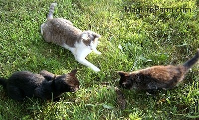 Three cats all surrounding a large gray rat. One cat is gray and white, one is black and the other is calico.