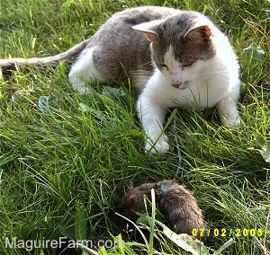 A gray and white cat laying in grass looking at a large rat that is in front of him.