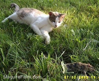A gray and white cat laying in grass looking at a gray rat that is trying to run away in front of him.
