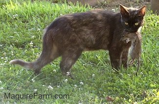 A calico cat standing in the grass with a large gray rat hanging from its mouth.
