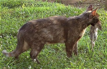 Side view - A calico cat standing in the grass with a large gray rat hanging from its mouth