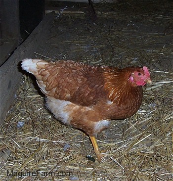 a Road Island Red Hen is walking through a barn