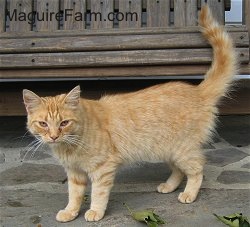 An orange tiger cat with white stripes is standing in front of a wooden glider on a stone porch