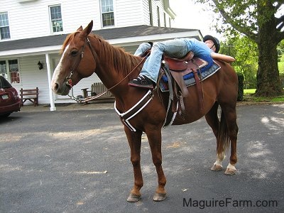 A tacked up brown and white horse is standing in a driveway in front of a white farm house with a wrap around porch. A blonde-haired girl wearing a blue shirt, blue jeans and a blue helmet is laying down across the back of the horse.