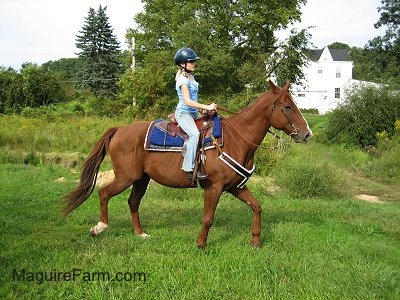 A brown and white horse is being ridden by a blonde haired girl in a blue helmet and light blue shirt. They are trotting across a field and there is a white farm house in the background.