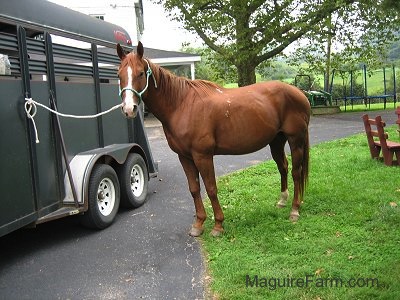 A brown with white horse is tied to the side of a green horse trailer in a driveway in front of an old white farm house. There is a wooden red bench next to the horse and a trampoline in the far yard.