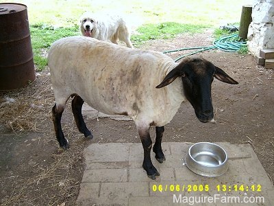 A Sheered Lamb is standing in front of a silver bowl. There is a white Great Pyrenees in front of a barn behind her. The dog's mouth is open and his tongue is out