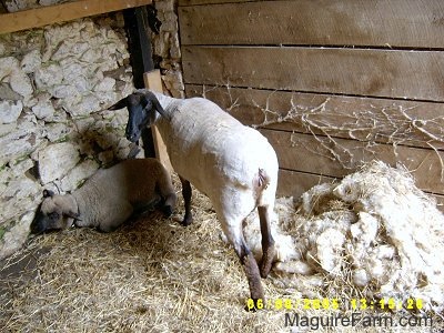 A Sheered Lamb is standing in a barn. A Baby Lamb is laying against a wall. All of the wool is in a pile next to them