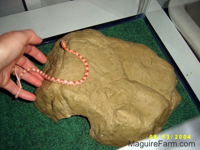 A Snake is being placed on a rock in a glass enclosure