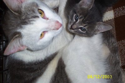 An adult gray and white cat snuggled up to a gray tiger kitten on top of a brown and white blanket. they are both looking up.