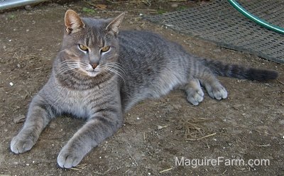 A gray tiger cat with intence eyes laying in dirt with a black mat and a green garden hose behind him.