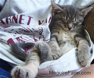 A gray tiger cat sleeping belly-up in the gray t-shirt on the lap of a person.