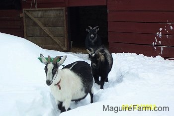 A white and black goat is leading two other black goats out of a barn and through a path in the deep snow