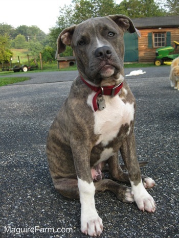 A blue nose brindle Pit Bull Terrier Puppy is sitting on a black top. There is an Orange Cat walking forward in the background. There is a White cat laying on a black top and a green Johne Deere tractor next to a brown and green shed.