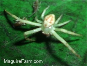 a green and white Spider on a leaf