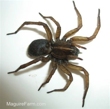 Adult Wolf Spider on a white background