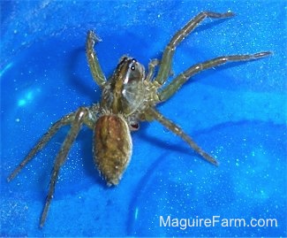 Baby Wolf Spider on top of a blue pool cover
