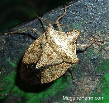 Brown Stink Bug on a John Deere Tractor