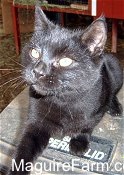 A black cat is laying outside on top of a black plastic trash can lid with a red rabbit hutch in the background