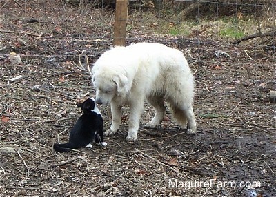 A large Great Pyrenees is sitting in front of a black and white cat. They are nose to nose.
