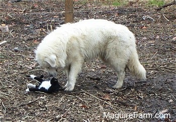 A large white Great Pyrenees is inspecting a black and white cat who is laying belly-up in front of him.
