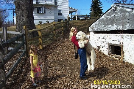 A lady in a red shirt is lifting up One of the Great Pyrenees. There is a little blonde haired girl in a yellow and pink flowered dress next to them. They are all standing between a white spring house and a split rail fence. there is a white farm house in the background and a 300 year old white oak tree