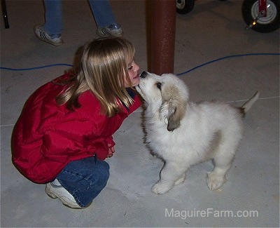 A blonde haired girl in a red jacket is having its chin licked by a white with tan Great Pyrenees puppy