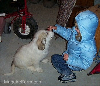 A 4 year old little girl in a light blue coat is kneeling in a garage with her hand over a Great Pyrenees puppy's nose.