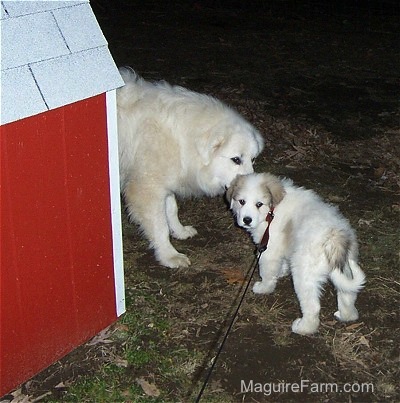 A Great Pyrenees Dog is smelling the Great Pyrenees puppyin front of a red doghouse