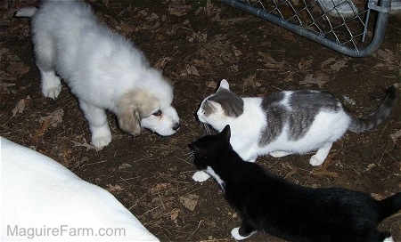 A white with tan Great Pyrenees puppy is standing in dirt and looking at two cats, a gray and  white cat and black and white cat walking towards it.