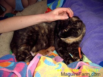 A calico cat on top of colorful towels being pet on the head by a person.